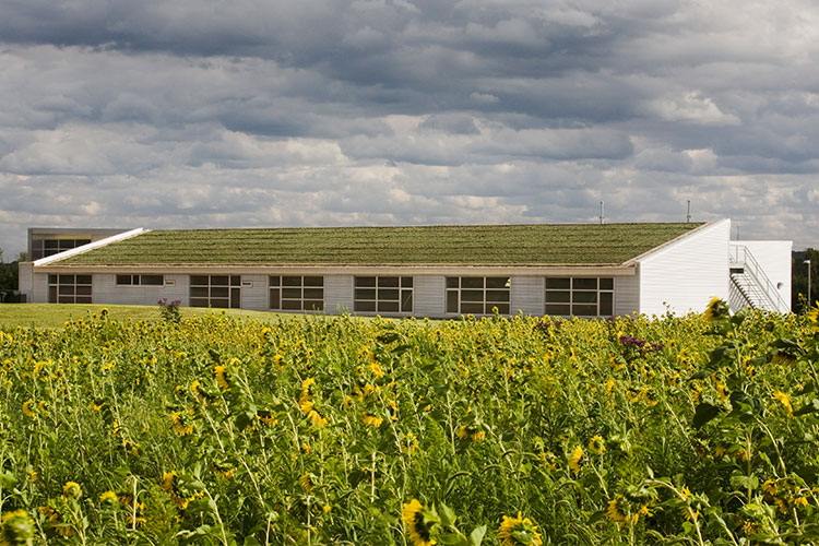 university building with green roof surrounded by field of sunflowers