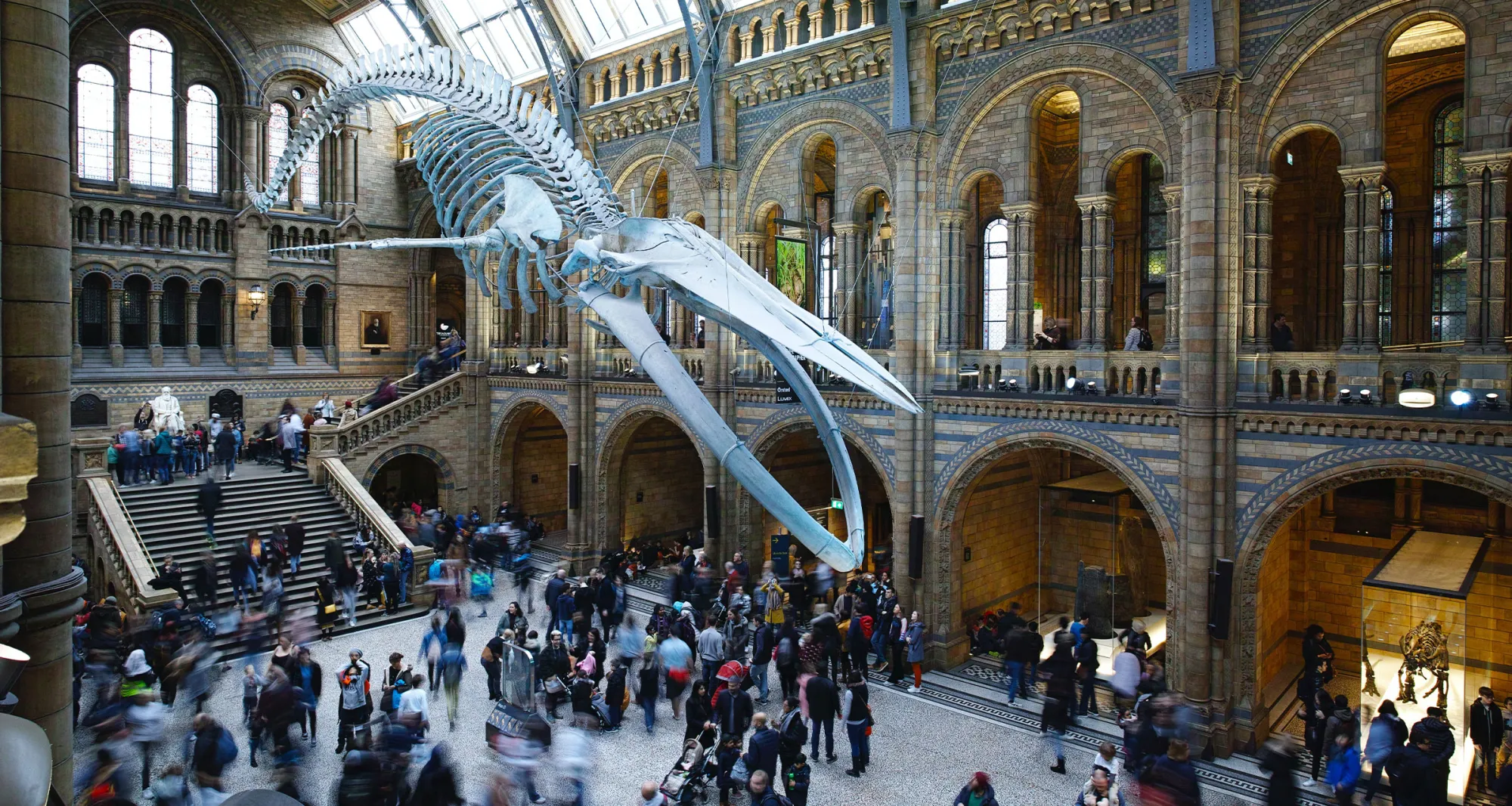 whale bones from ceiling