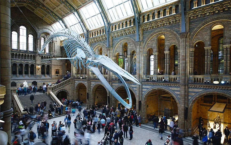 whale bones from ceiling